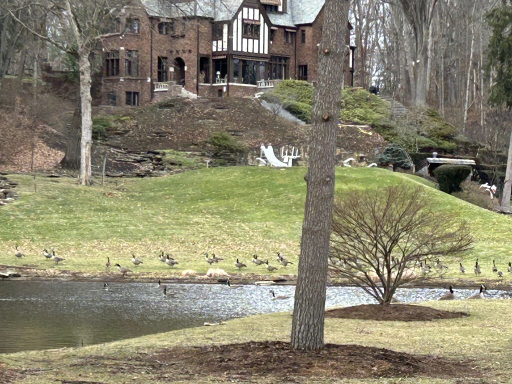 Goose Removal Indianapolis