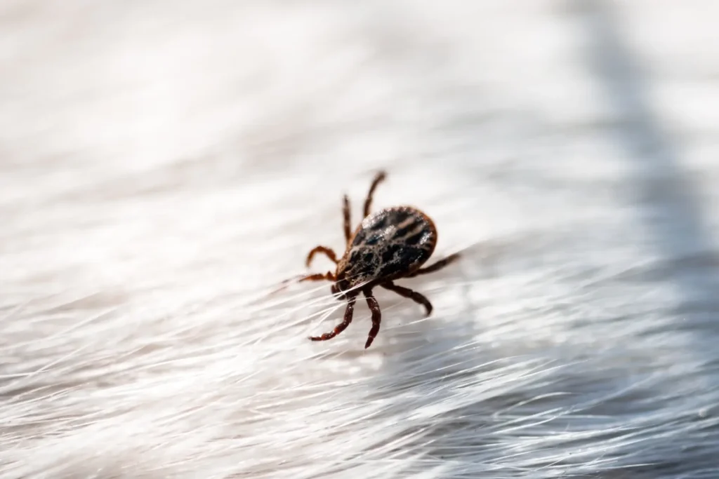 tick removal