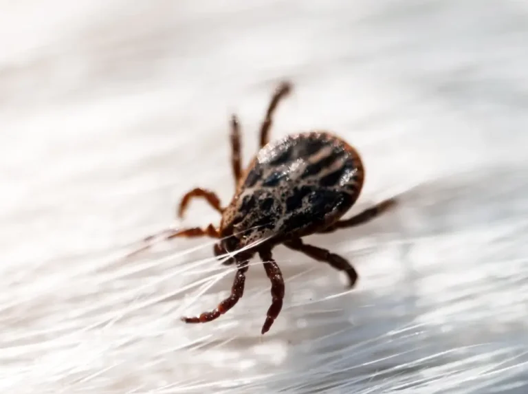 tick removal